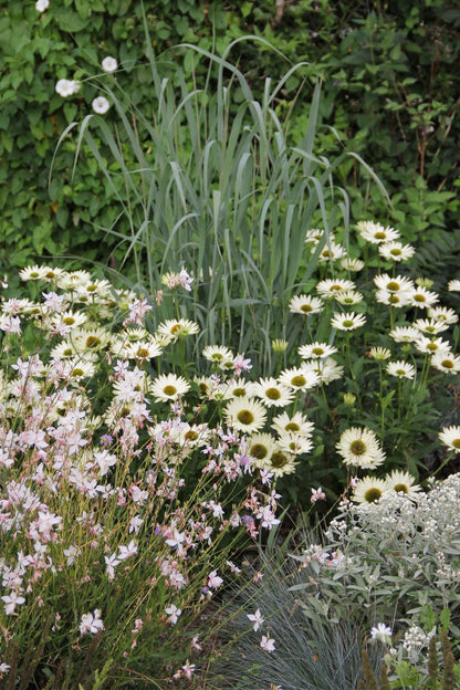 Echinacea 'Virgin' ® (Scheinsonnenhut)