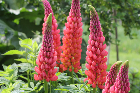 Lupinus polyphyllus 'Towering Inferno' Westcountry-Serie Lupine