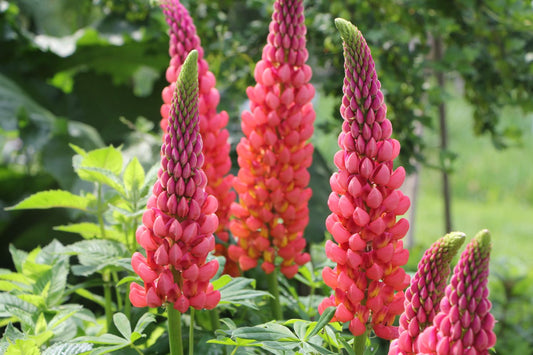 Lupinus polyphyllus 'Towering Inferno' ® Westcountry-Serie Lupine