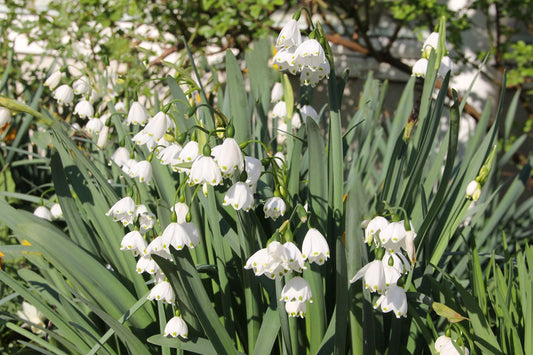 Leucojum aestivum 'Gravetye Giant' Sommer-Knotenblume