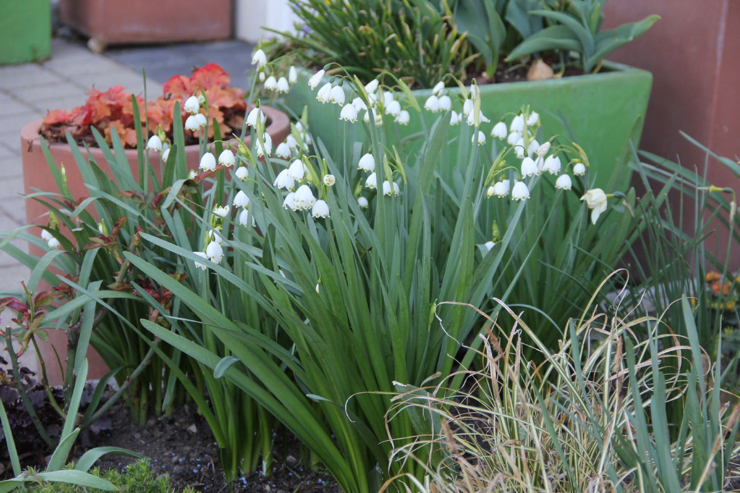 Leucojum aestivum 'Gravetye Giant' (Sommer-Knotenblume)