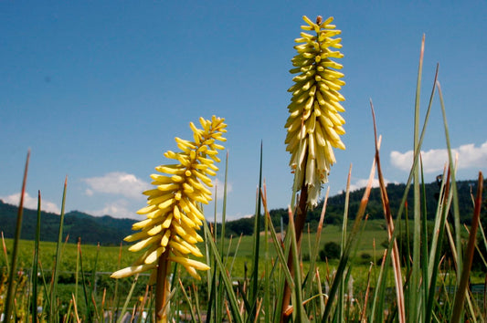 Kniphofia Hybr.'Pineapple Popsicle' Fackellilie