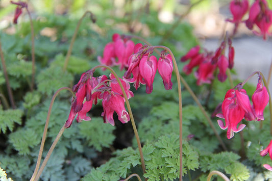 Dicentra 'King of Hearts' Zwergherzblume