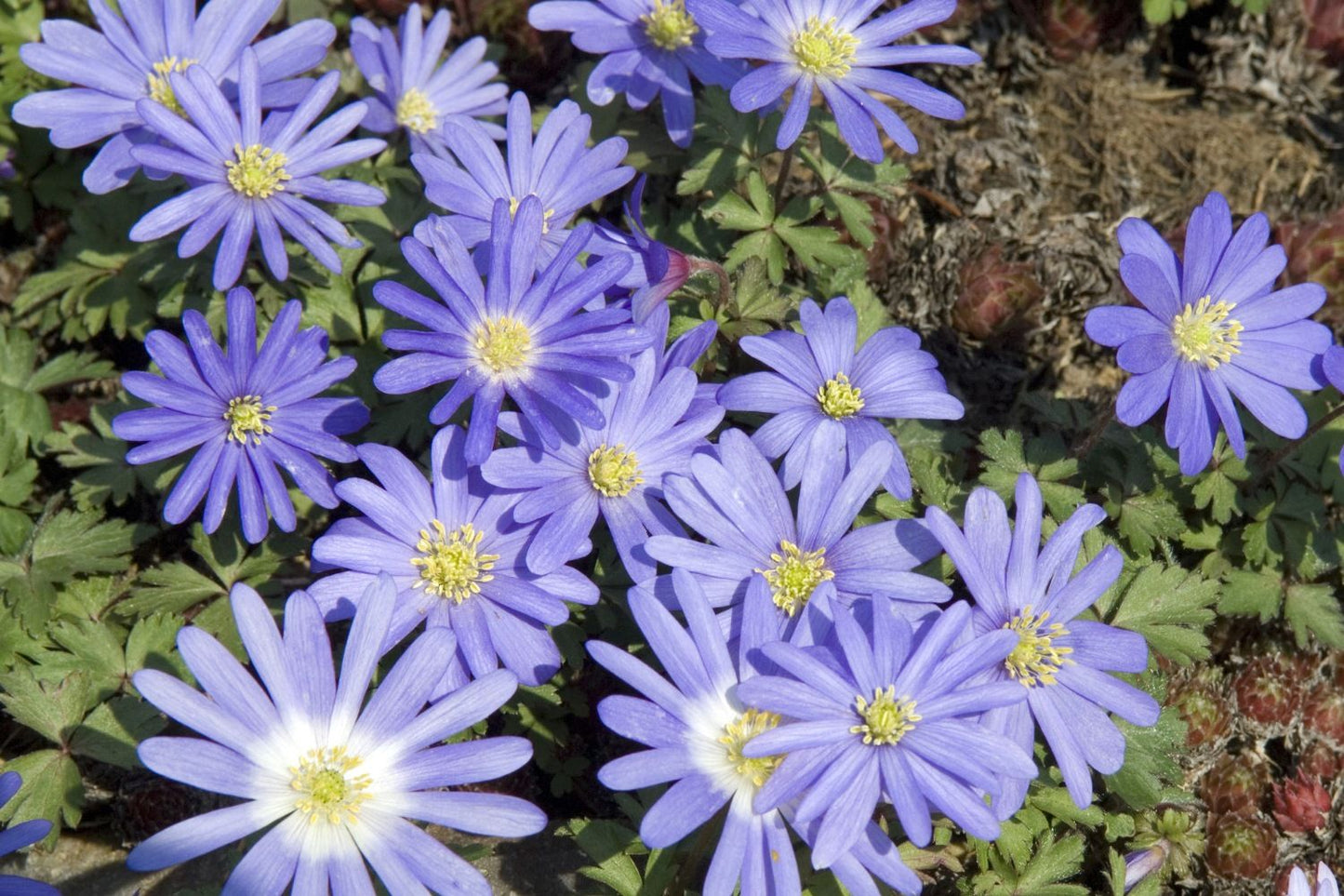 Anemone blanda 'Blue Shades' (Frühlingsanemone)