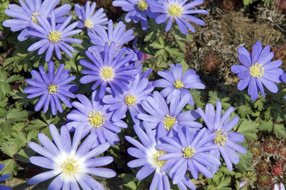 Anemone blanda 'Blue Shades' (Frühlingsanemone)