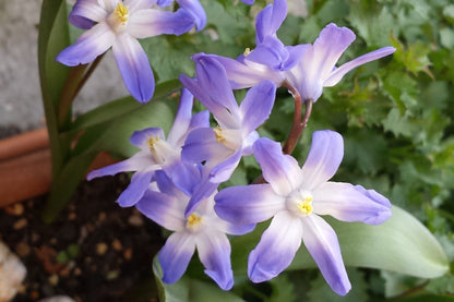 Chionodoxa forbesii 'Blue Giant' Sternhyazinthe