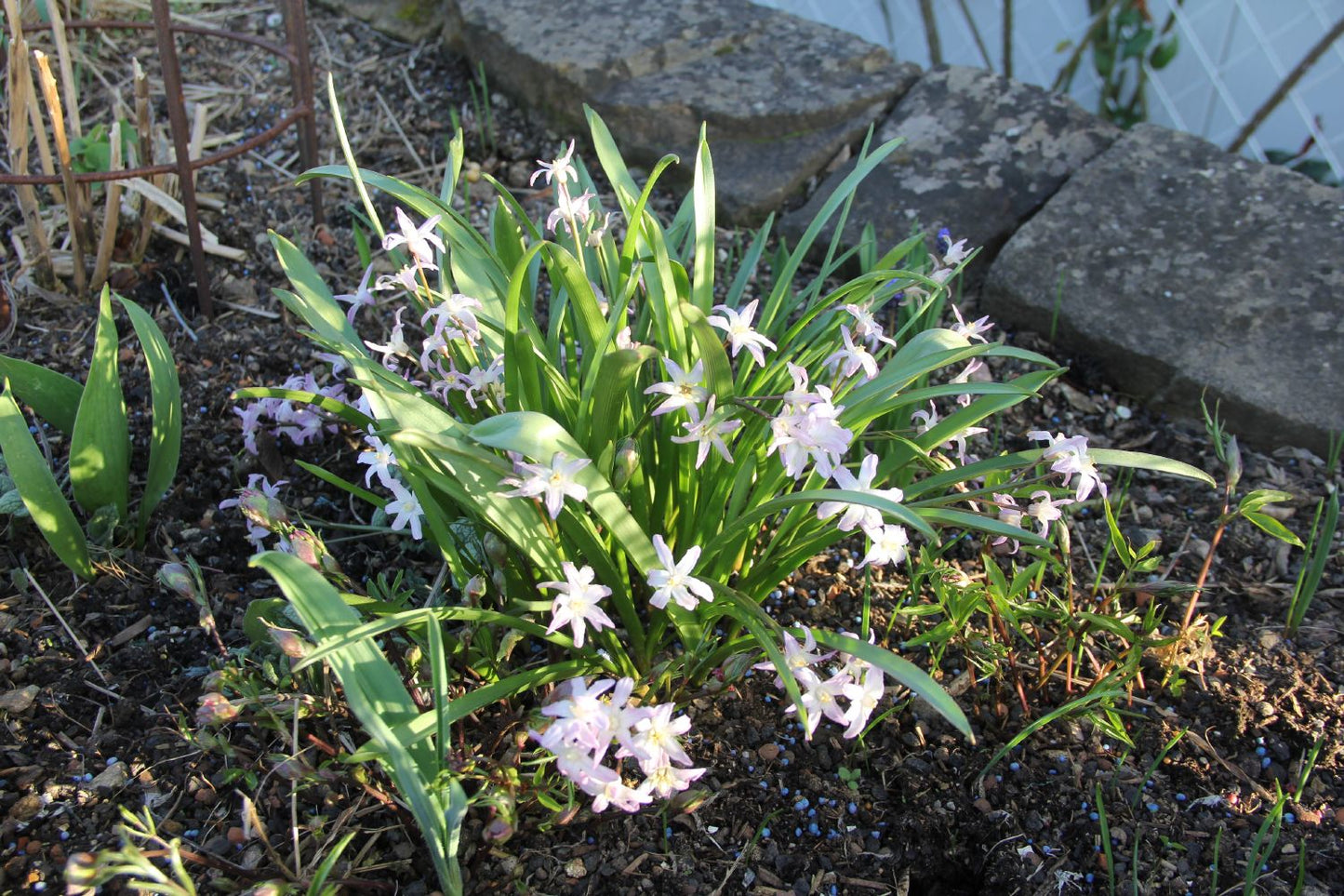 Chionodoxa forbesii 'Pink Giant' (Sternhyazinthe, Schneeglanz)