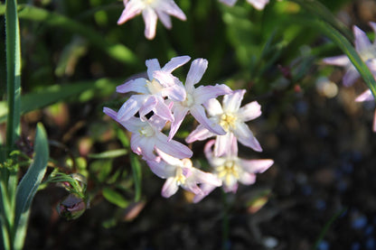 Chionodoxa forbesii 'Pink Giant' (Sternhyazinthe, Schneeglanz)