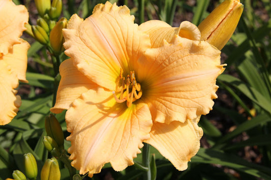 Hemerocallis 'Femme Osage' Großblumige Taglilie