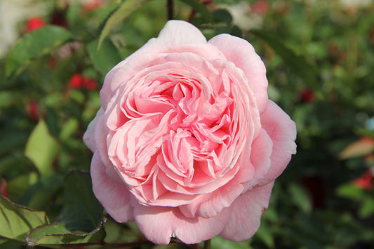 Rose 'Rosengräfin Marie Henriette' Beetrose
