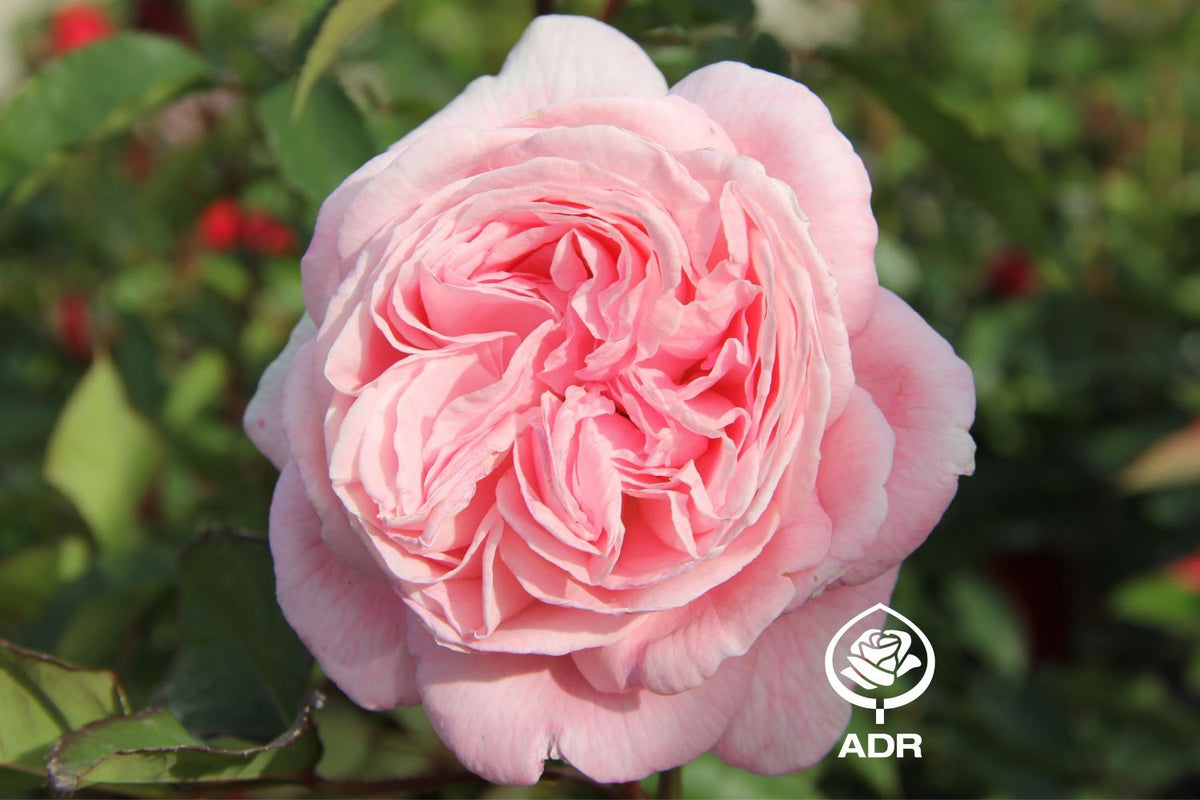 Rose 'Rosengräfin Marie Henriette' Beetrose