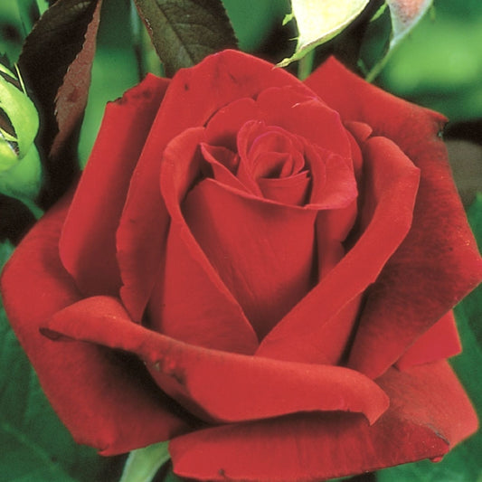Rose 'Erotika' Edelrosen