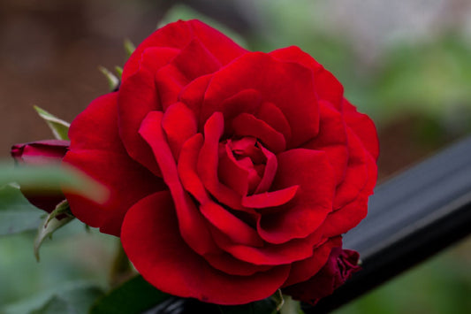 Rose 'Amadeus' ® Kletterrose
