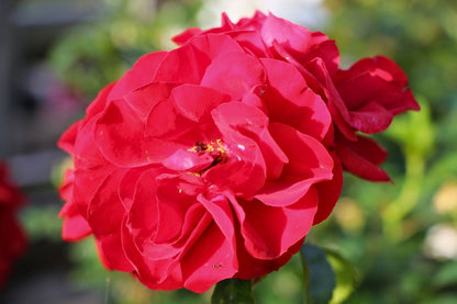 Rose 'Amadeus' ® (Kletterrose)