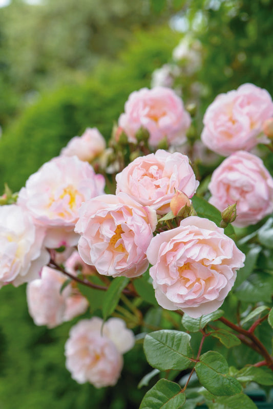 Rose 'The Lady of the Lake' Ramblerrose