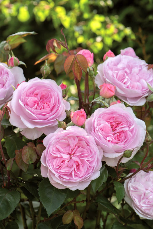 Rose 'Olivia Rose Austin' Englische Rose