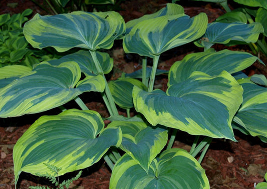 Hosta 'Earth Angel' Funkie | Herzblattlilie