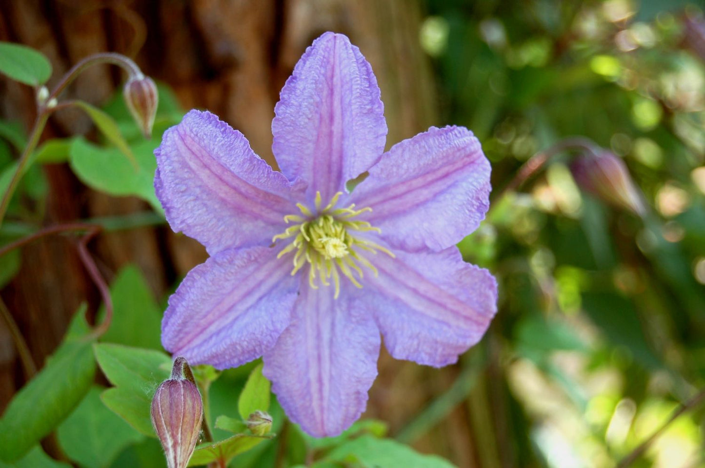 Clematis viticella 'Prince Charles' Waldrebe