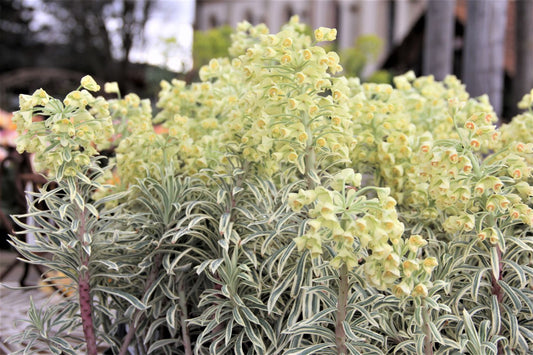 Euphorbia characias 'Tasmanian Tiger' Mediterrane Wolfsmilch