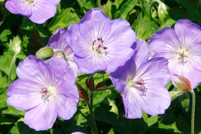 Geranium wallichianum 'Azure Rush' ® Storchschnabel