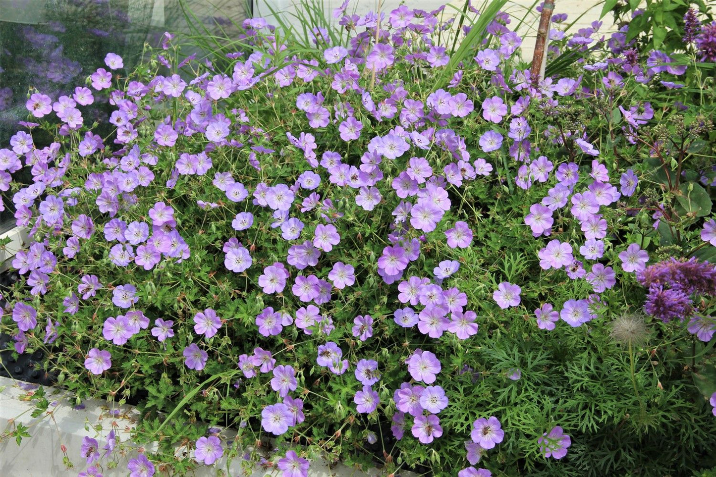 Geranium wallichianum 'Azure Rush' ® (Storchschnabel)