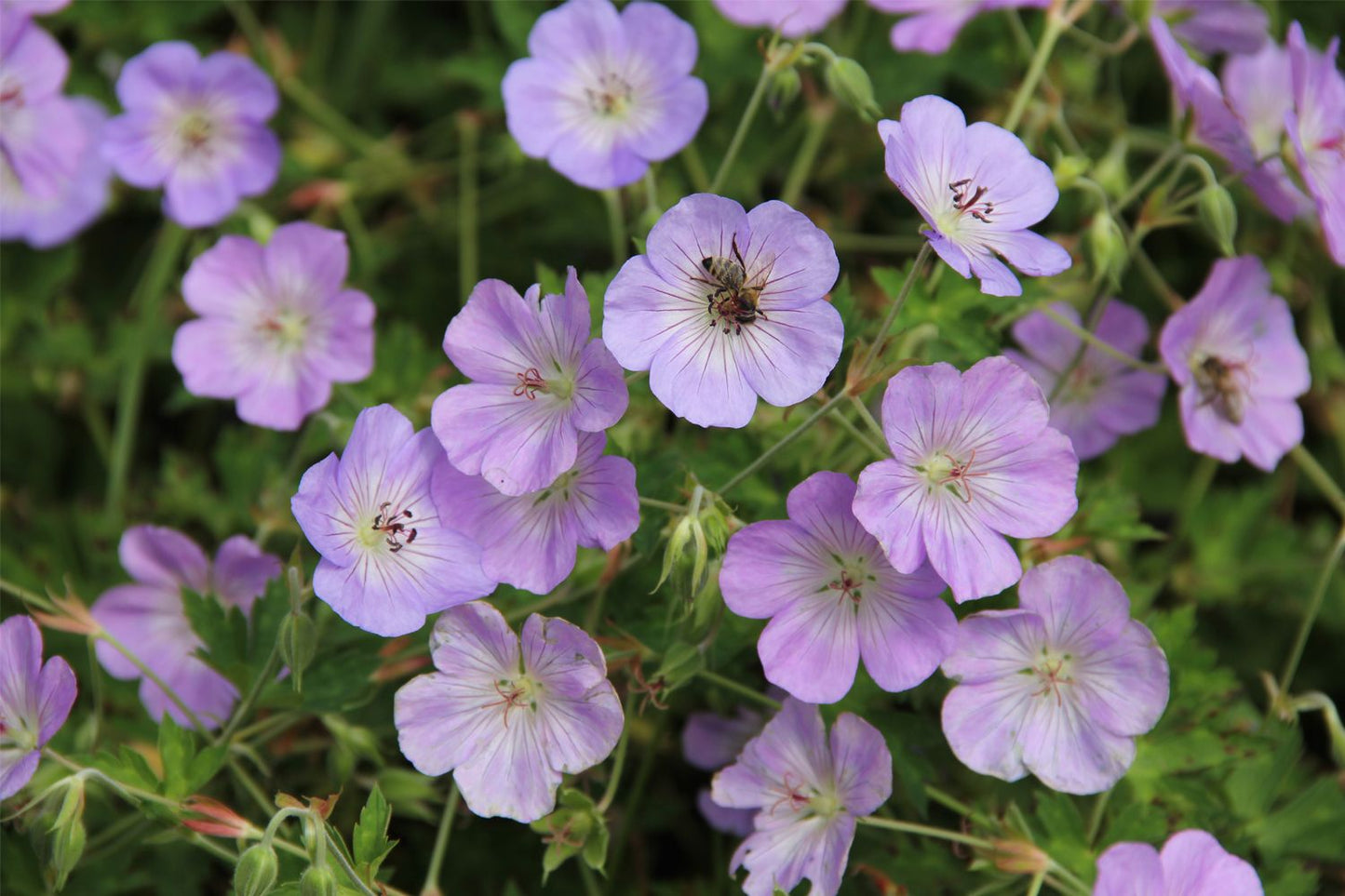 Geranium wallichianum 'Azure Rush' ® (Storchschnabel)