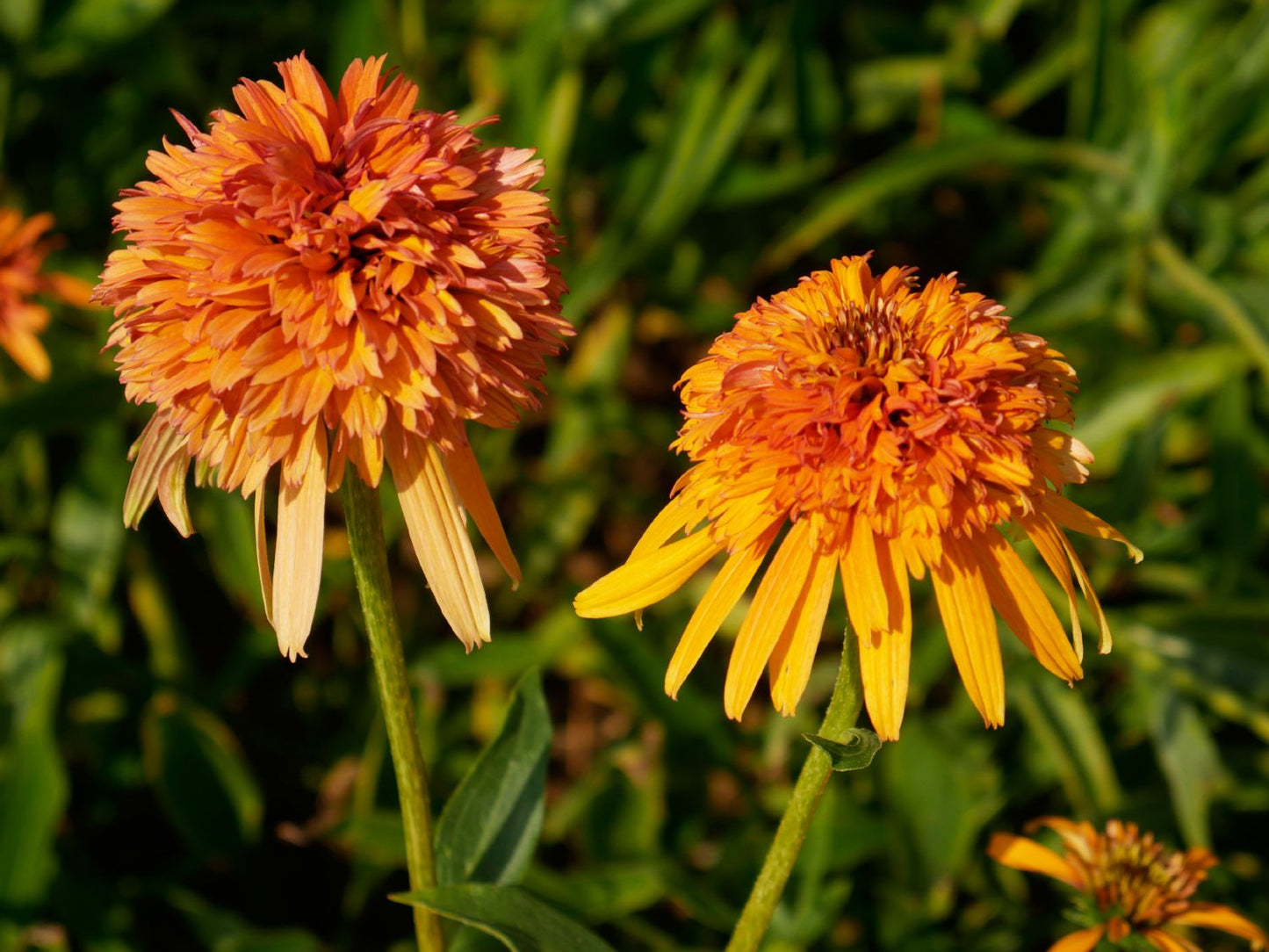 Echinacea 'Marmalade' Scheinsonnenhut