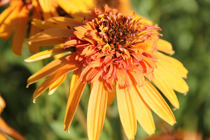 Echinacea 'Marmalade' (Scheinsonnenhut)