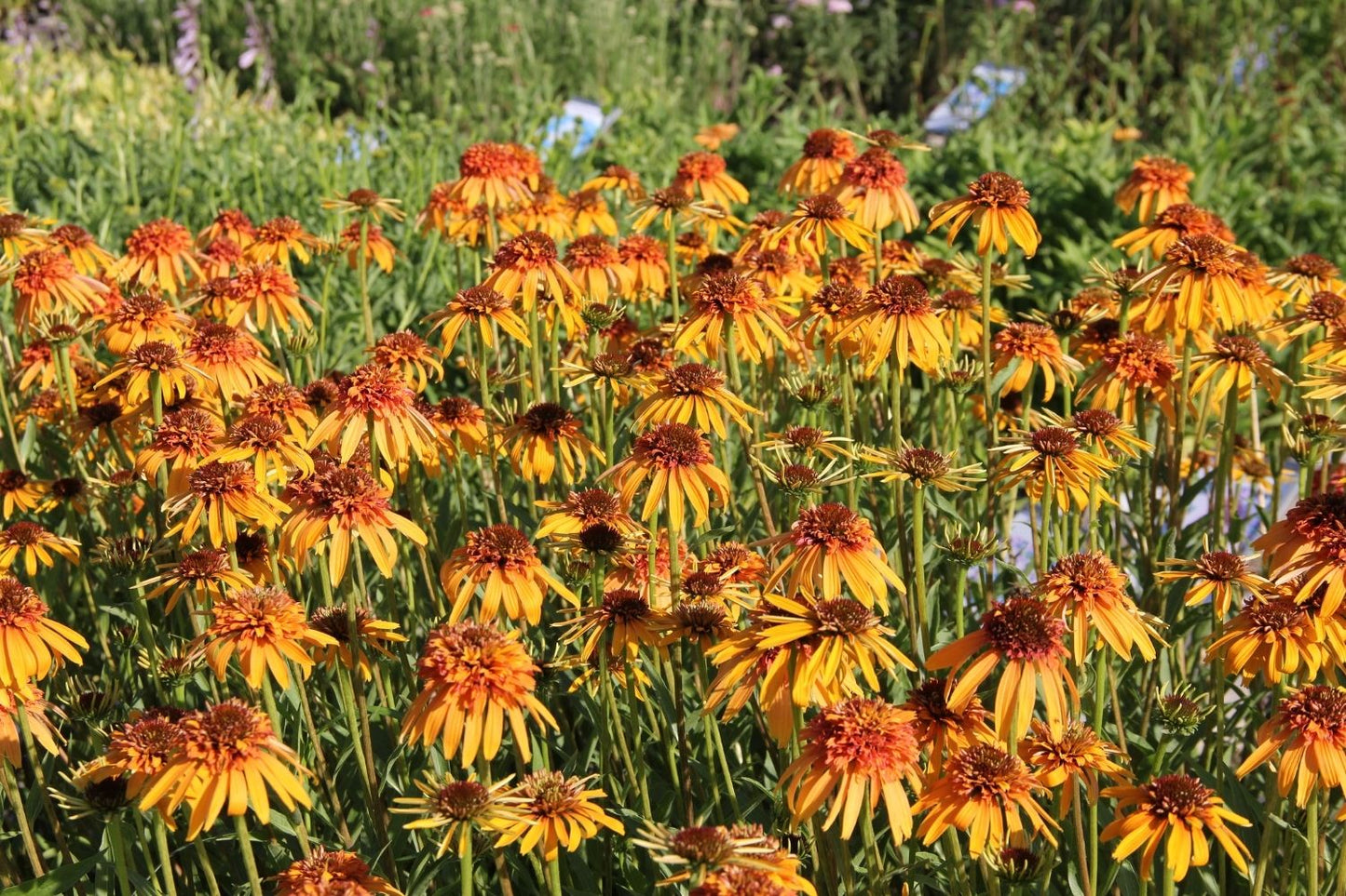 Echinacea 'Marmalade' (Scheinsonnenhut)