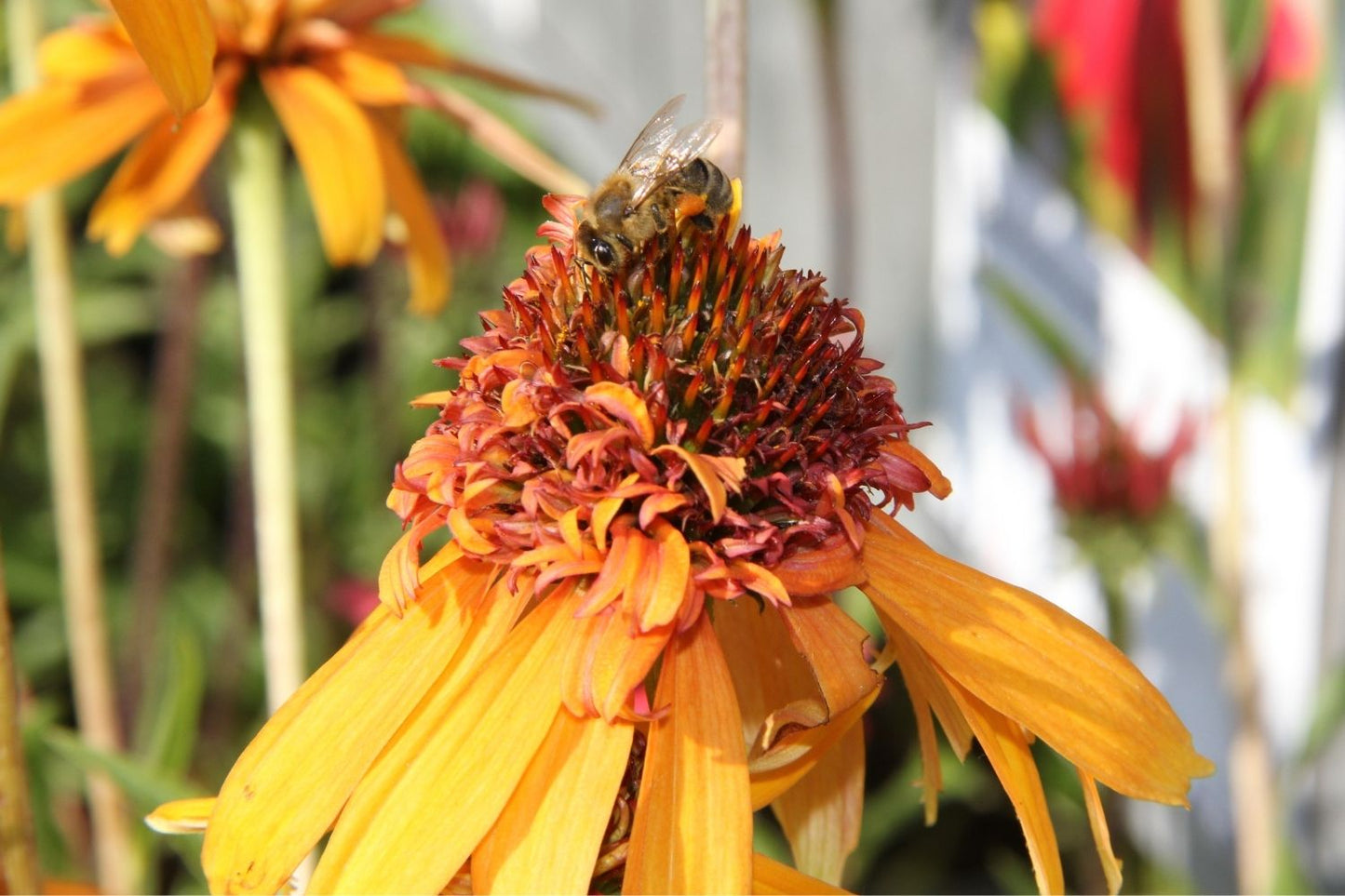 Echinacea 'Marmalade' ® (Scheinsonnenhut)