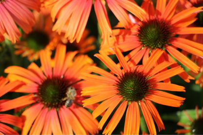 Echinacea 'Orange Skipper' ® Scheinsonnenhut