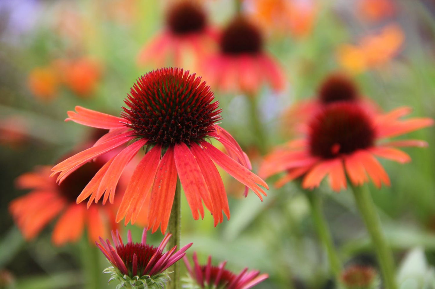 Echinacea 'Orange Skipper' ® (Scheinsonnenhut)