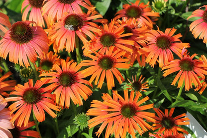 Echinacea 'Orange Skipper' ® (Scheinsonnenhut)