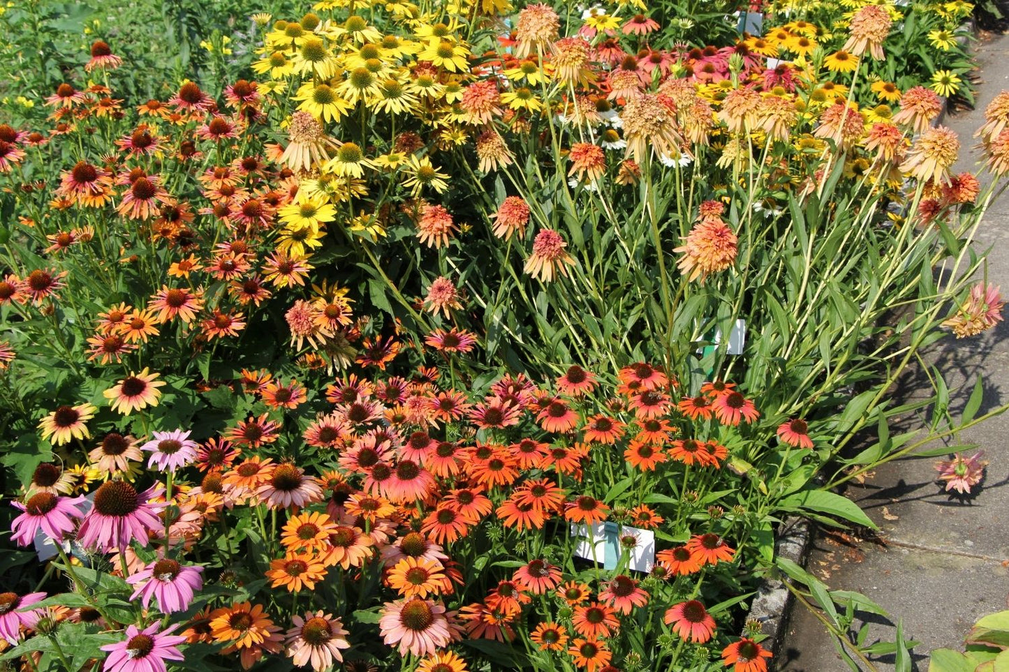 Echinacea 'Orange Skipper' ® (Scheinsonnenhut)