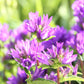 Campanula glomerata 'Freya' (Knäuel-Glockenblume)