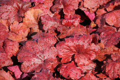 Heuchera 'Fire Alarm' Purpurglöckchen
