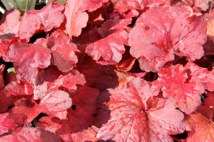 Heuchera 'Fire Alarm' (Purpurglöckchen)