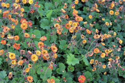 Geum 'Alabama Slammer' (Nelkenwurz)