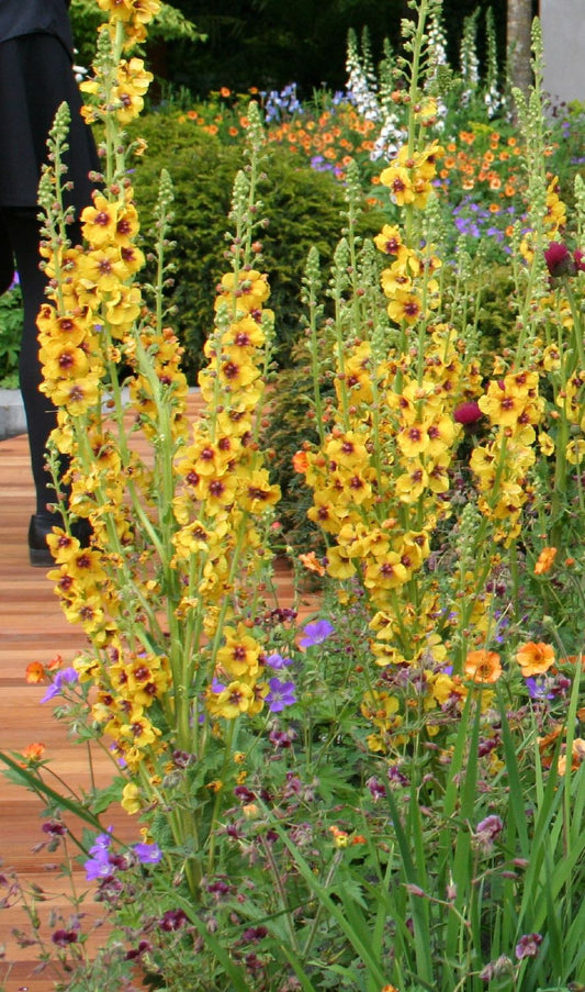 Verbascum 'Cotswold Queen' Königskerze