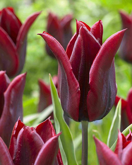 Tulipa 'Lasting Love' ° Garten-Tulpe
