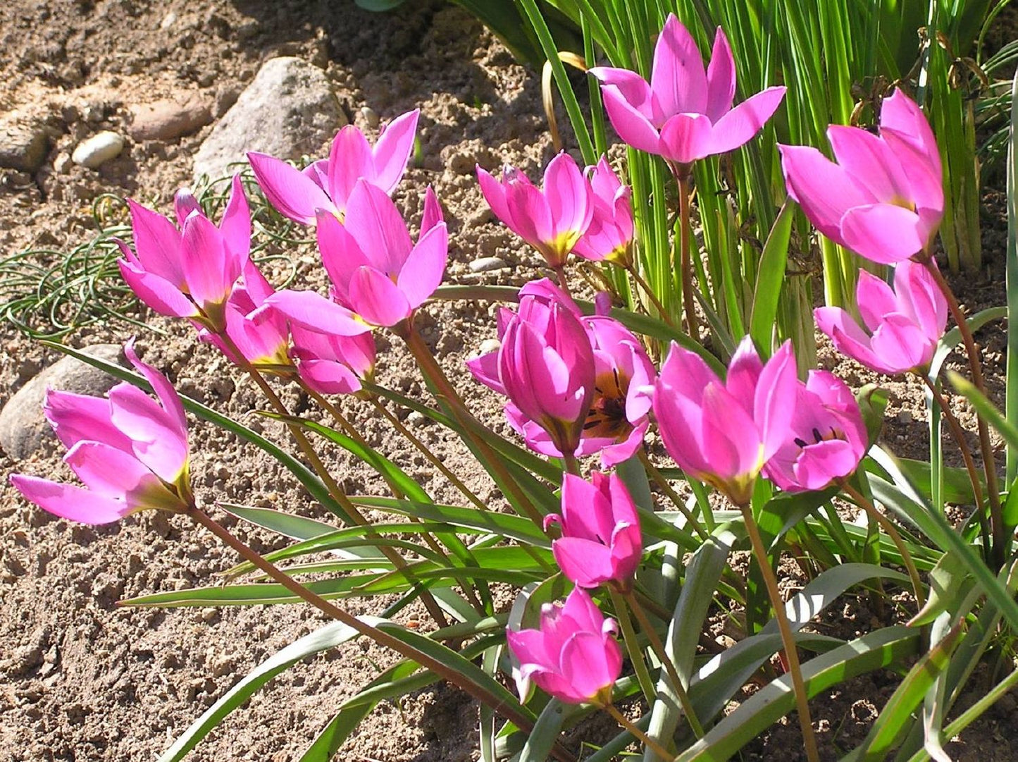 Tulipa humilis 'Helene' Zwerg-Tulpe / Wildtulpe