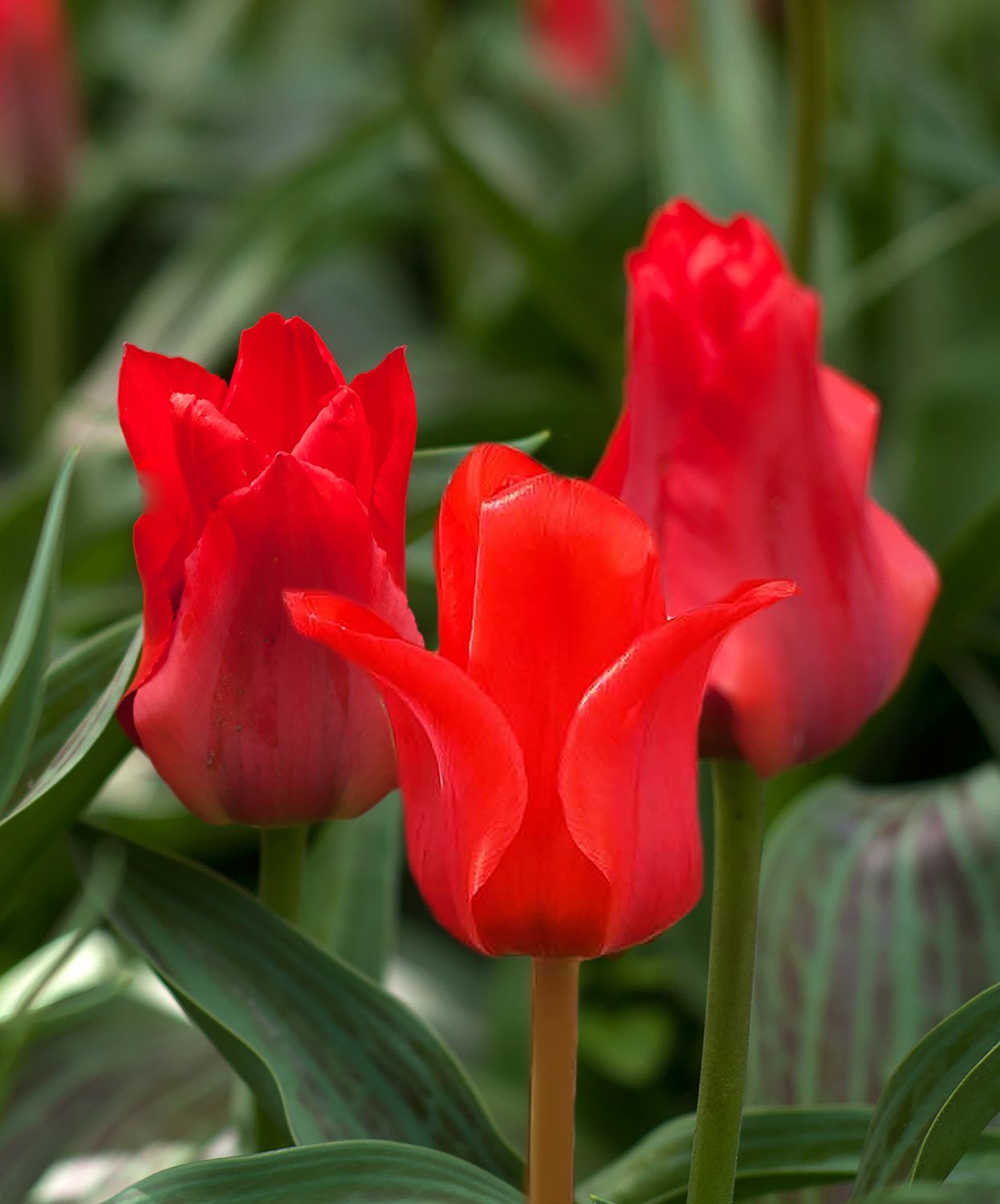 Tulipa greigii 'Red Riding Hood' (Greigii-Tulpe "Rotkäppchen")