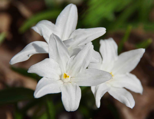 Chionodoxa luciliae 'Alba' Sternhyazinthe, Schneeglanz