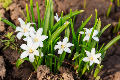 Chionodoxa luciliae 'Alba' (Sternhyazinthe, Schneeglanz)