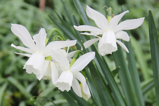 Narcissus triandrus 'Thalia' Engelstränen-Narzisse