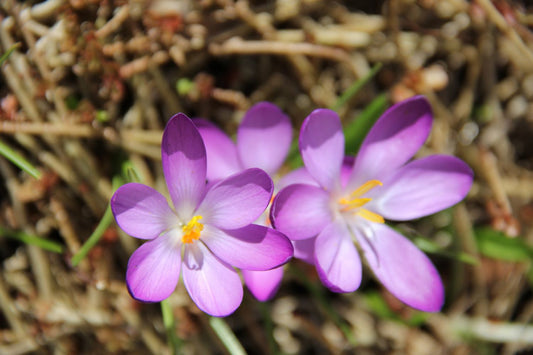 Crocus tommasinianus 'Roseus' Elfen-Krokus