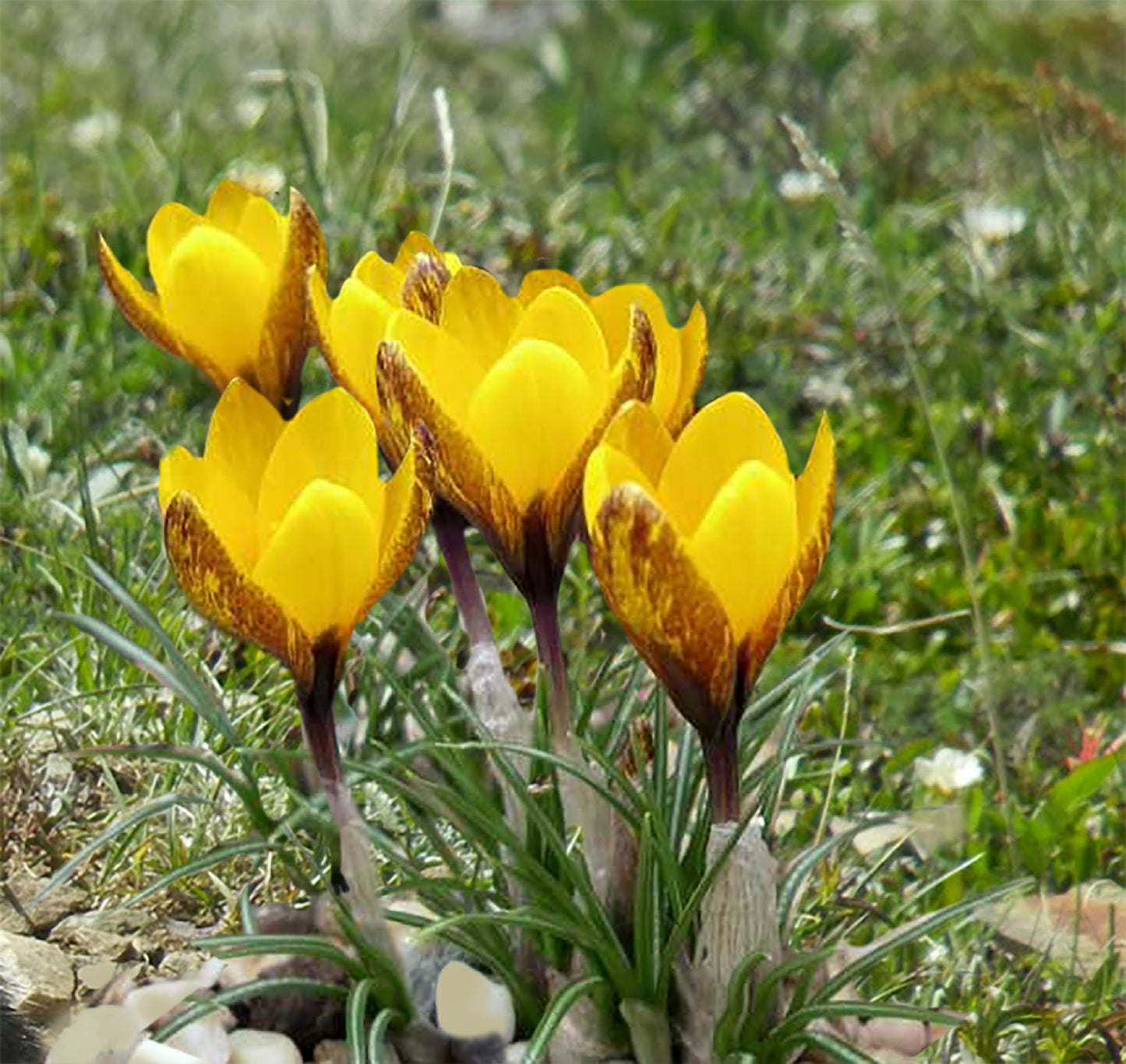 Crocus korolkowii Schellkraut-Krokus  I  Taschkent-Krokus