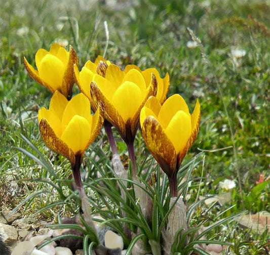 Crocus korolkowii Schellkraut-Krokus  I  Taschkent-Krokus