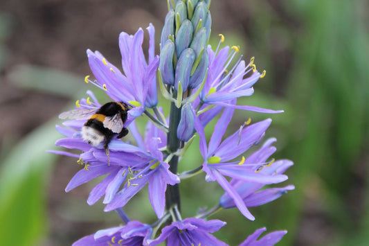 Camassia leichtlinii 'Caerulea' Blaue Prärielilie 'Caerulea'