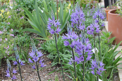 Camassia leichtlinii 'Caerulea' Blaue Prärielilie 'Caerulea'
